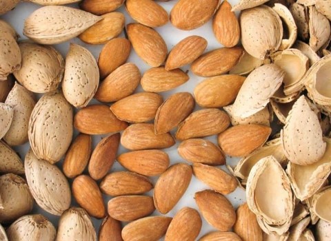 تصویر 1 از بادام سنگی مرغوب و با کیفیت + فروش عمده